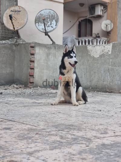 جرو هاسكي Husky