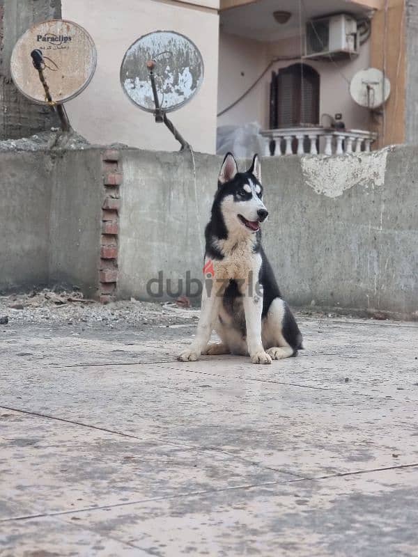 جرو هاسكي Husky 0