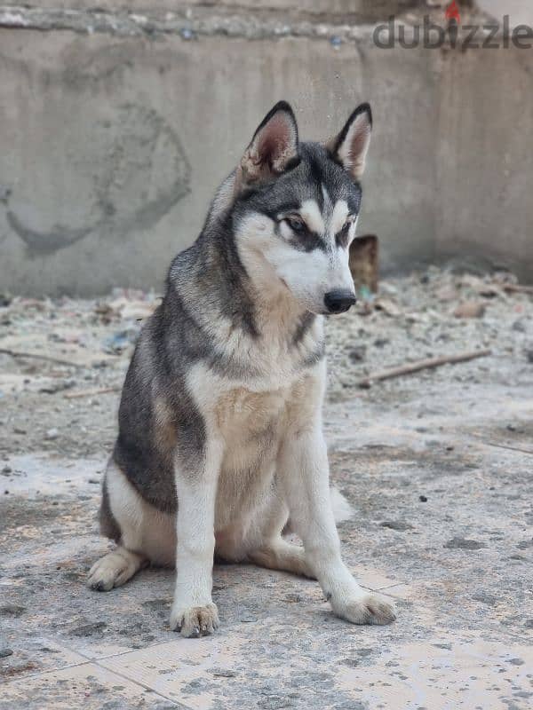 جرو هاسكي Husky 1