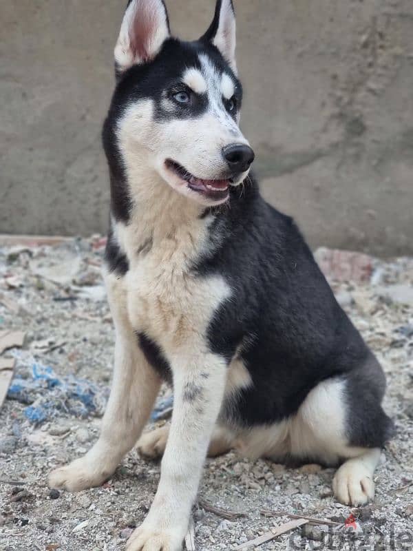 جرو هاسكي Husky 2