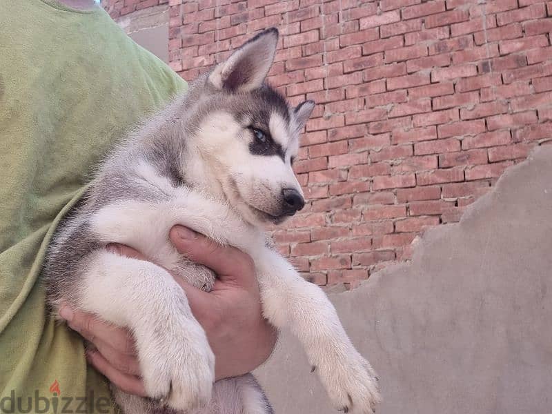 جرو هاسكي Husky 3