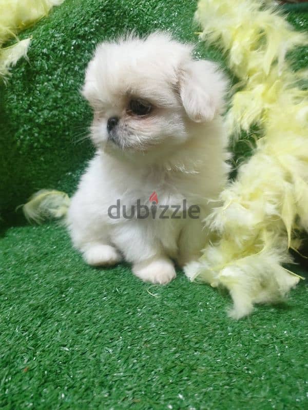 Shih Tzu Pekino Havanese Puppies, Pocket Sizes بيكنواه 1