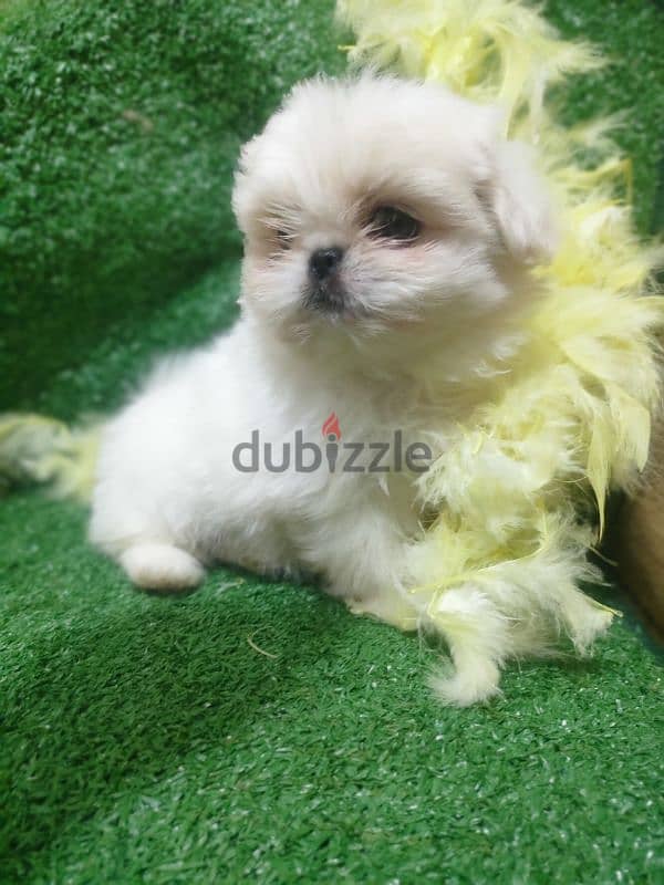 Shih Tzu Pekino Havanese Puppies, Pocket Sizes بيكنواه 2