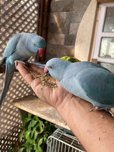 friendly parrots for sale