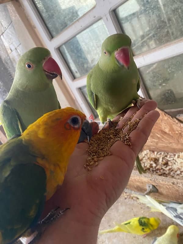 friendly parrots for sale 1