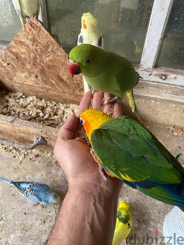 friendly parrots for sale 2