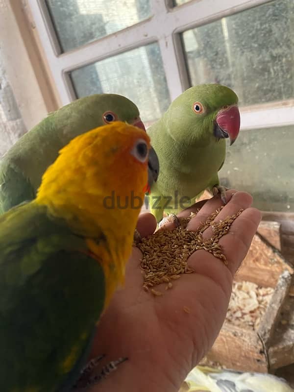 friendly parrots for sale 3