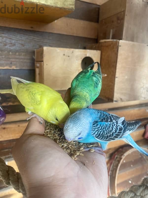 friendly parrots for sale 4