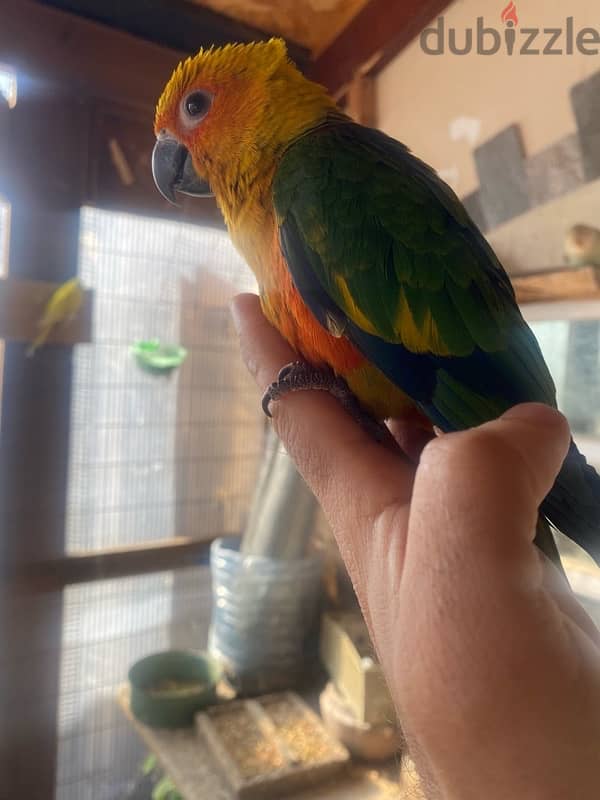 friendly parrots for sale 5