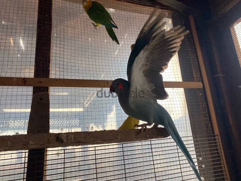 friendly parrots for sale 6