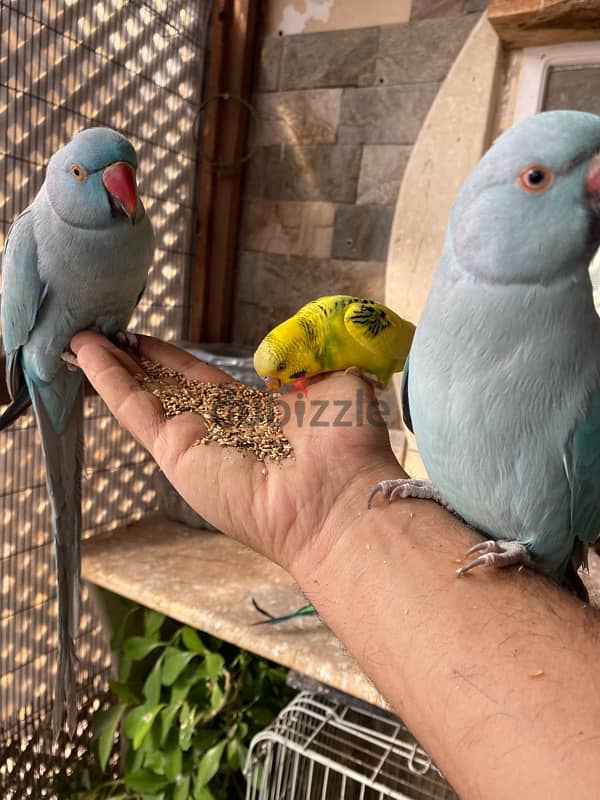 friendly parrots for sale 8