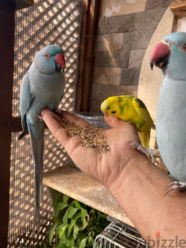 friendly parrots for sale 9