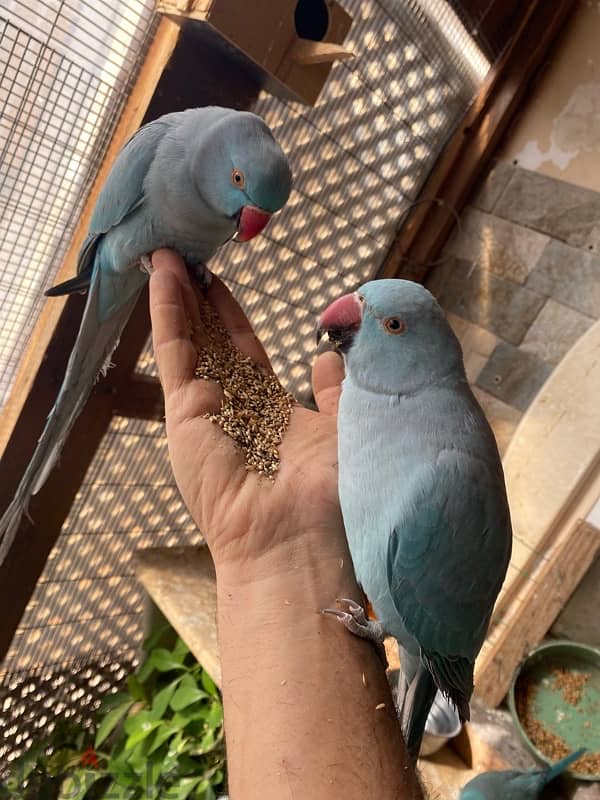 friendly parrots for sale 10