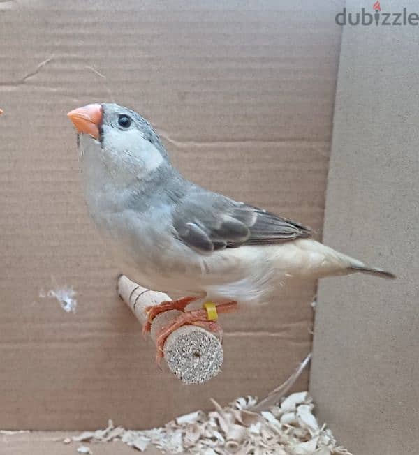 zebra finches عصافير زيبرا 0