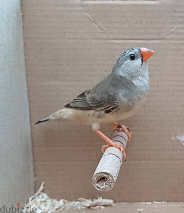 zebra finches عصافير زيبرا 1