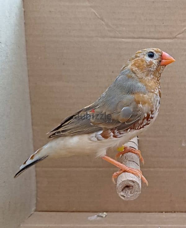 zebra finches عصافير زيبرا 2