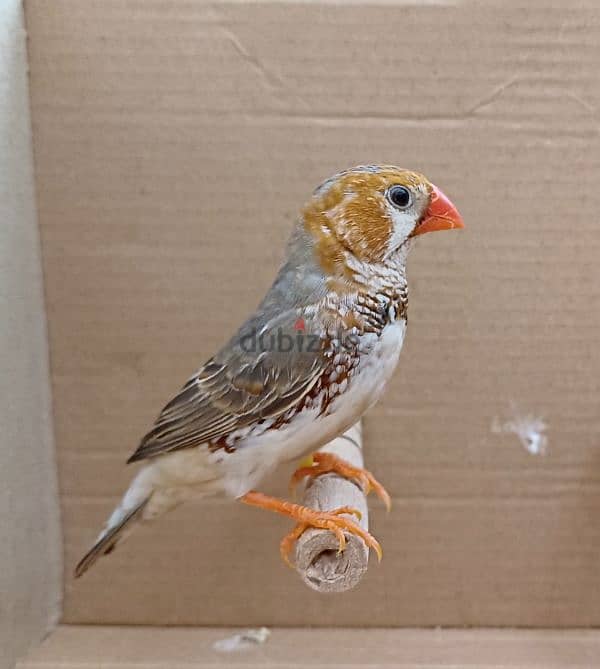 zebra finches عصافير زيبرا 3