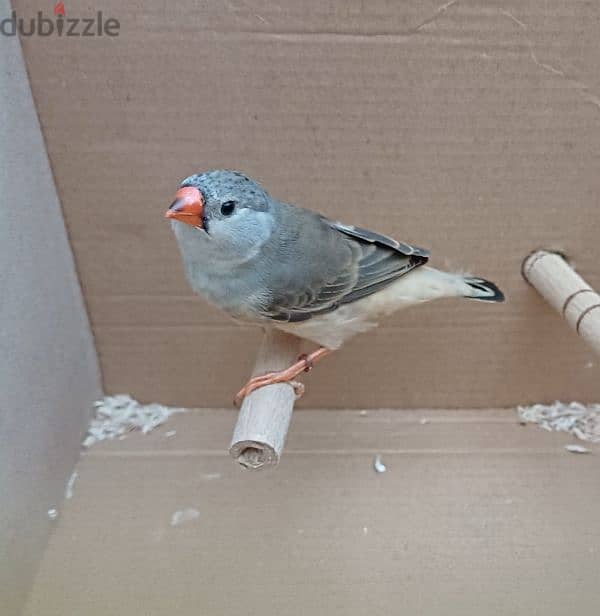 zebra finches عصافير زيبرا 4