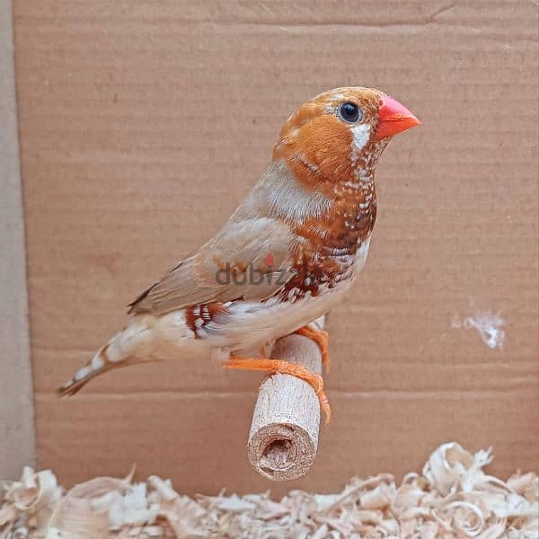 zebra finches عصافير زيبرا 5