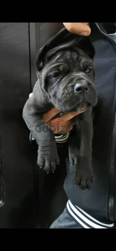 cane corso pup جرو كاني كورسو