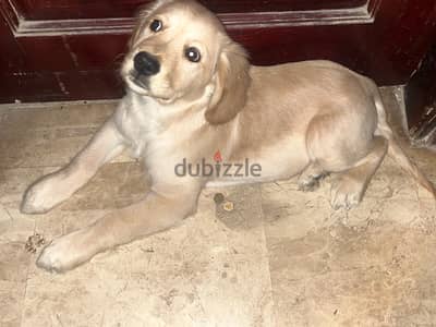 3 and 1/2 month golden retriever puppy