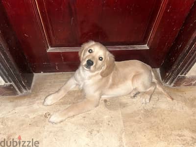 3 and 1/2 month golden retriever puppy