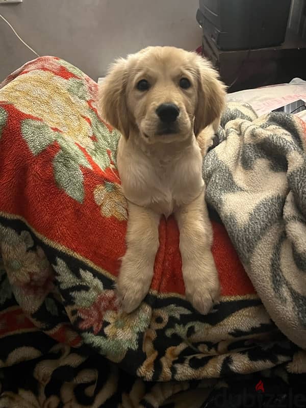 3 and 1/2 month golden retriever puppy 2