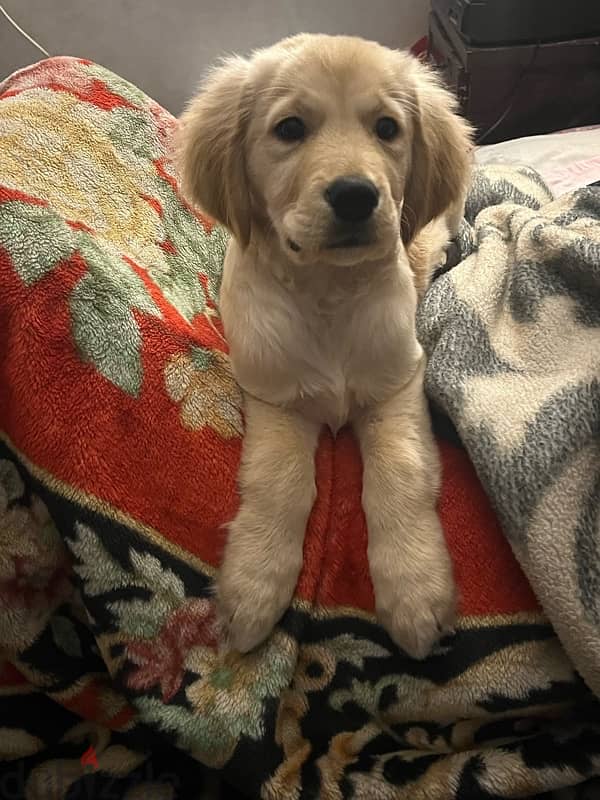 3 and 1/2 month golden retriever puppy 3