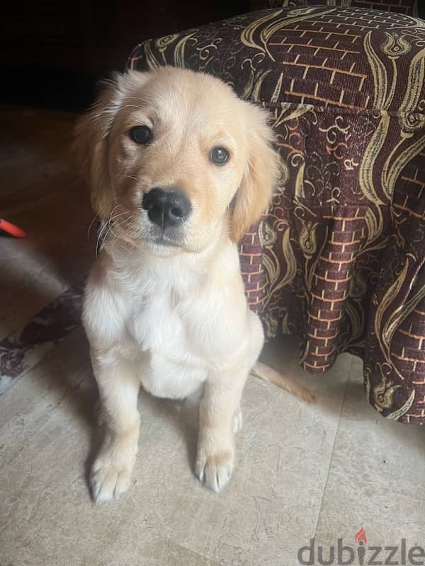 3 and 1/2 month golden retriever puppy 4