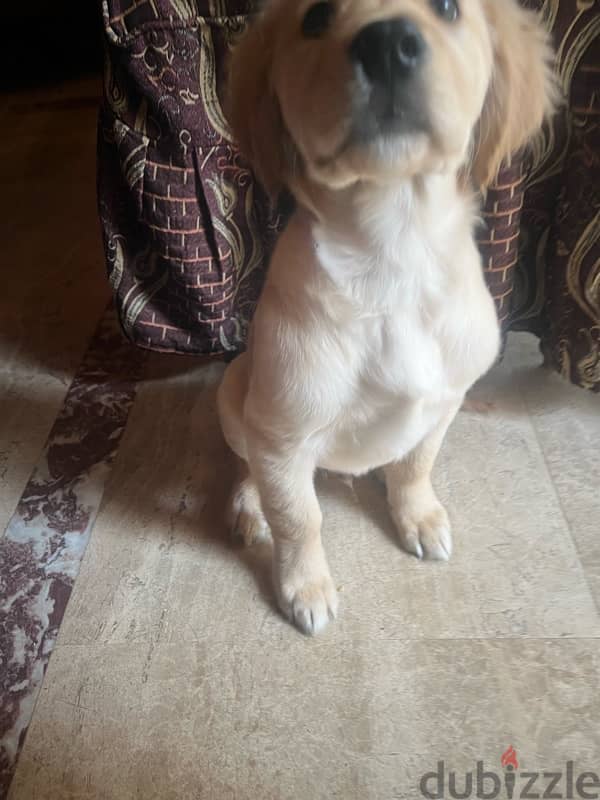 3 and 1/2 month golden retriever puppy 7