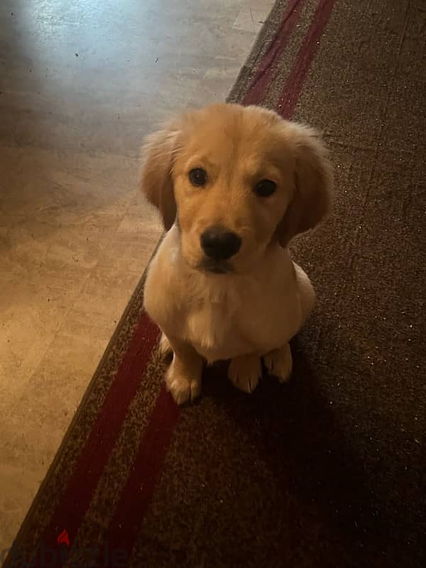 3 and 1/2 month golden retriever puppy 8