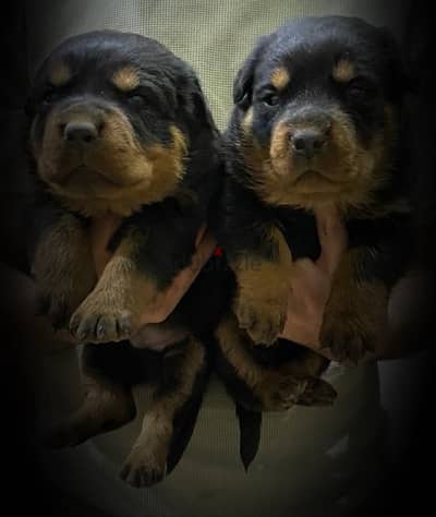 rottweiler روتوايلر