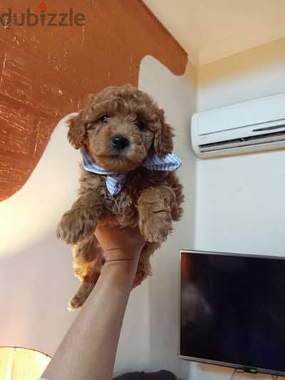 toy poodle