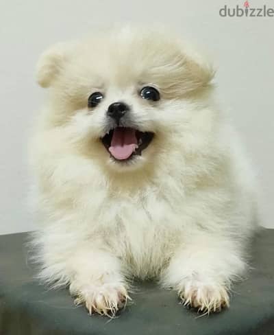 كلب بومرينيان Pomeranian