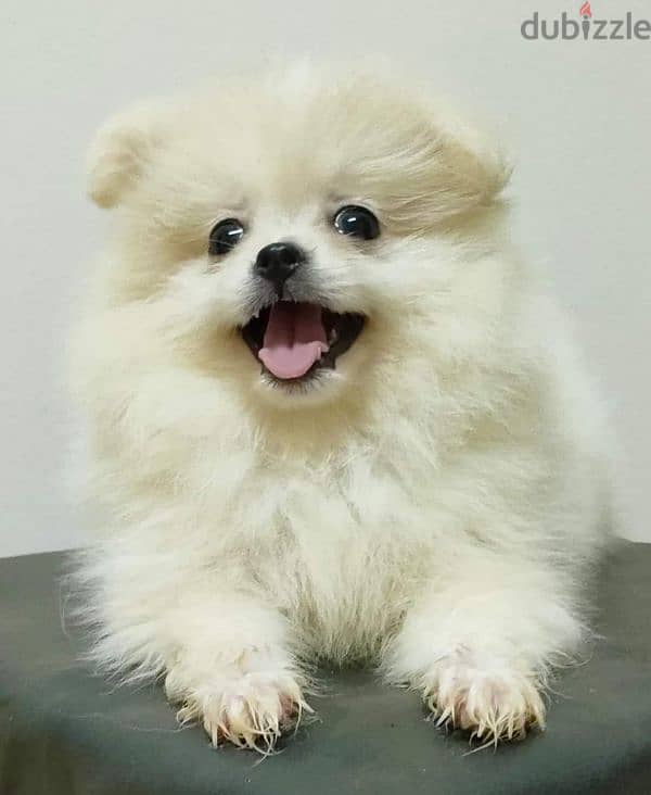 كلب بومرينيان Pomeranian 0