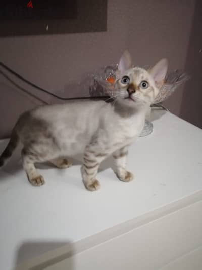 Imported white Bengal kittens from Russia