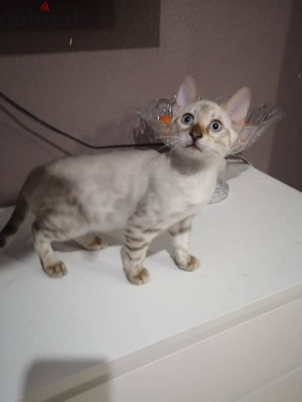 Imported white Bengal kittens from Russia 0