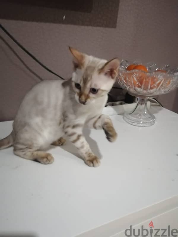 Imported white Bengal kittens from Russia 1