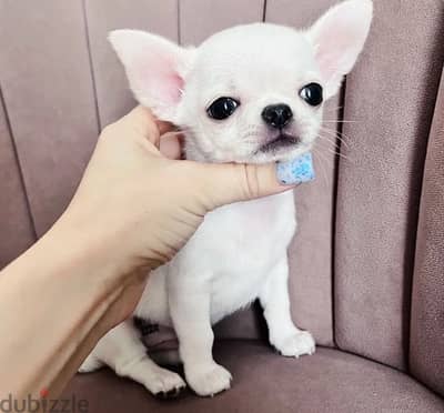 Chihuahua puppy boy from Russia