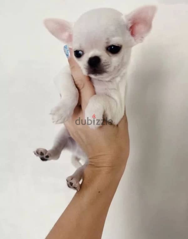 Chihuahua puppy boy from Russia 1