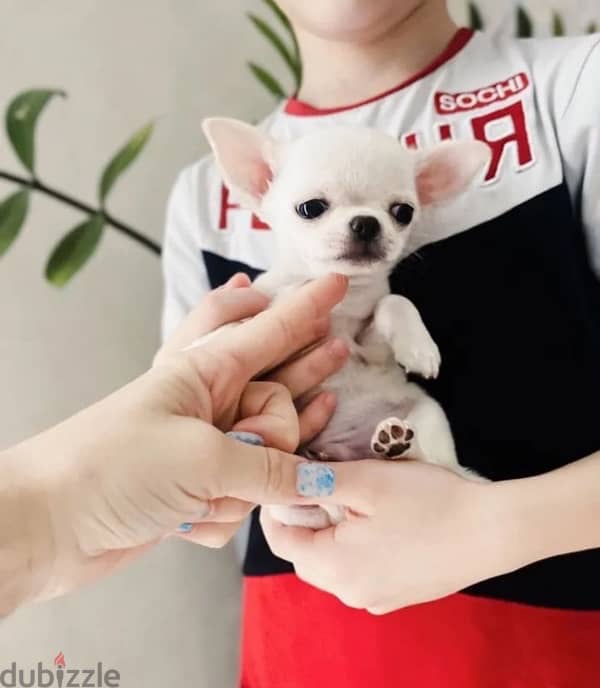 Chihuahua puppy boy from Russia 4