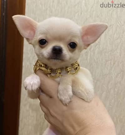 mini boy chihuahua from Russia