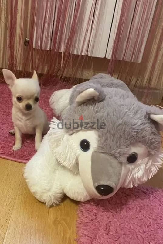 mini boy chihuahua from Russia 1