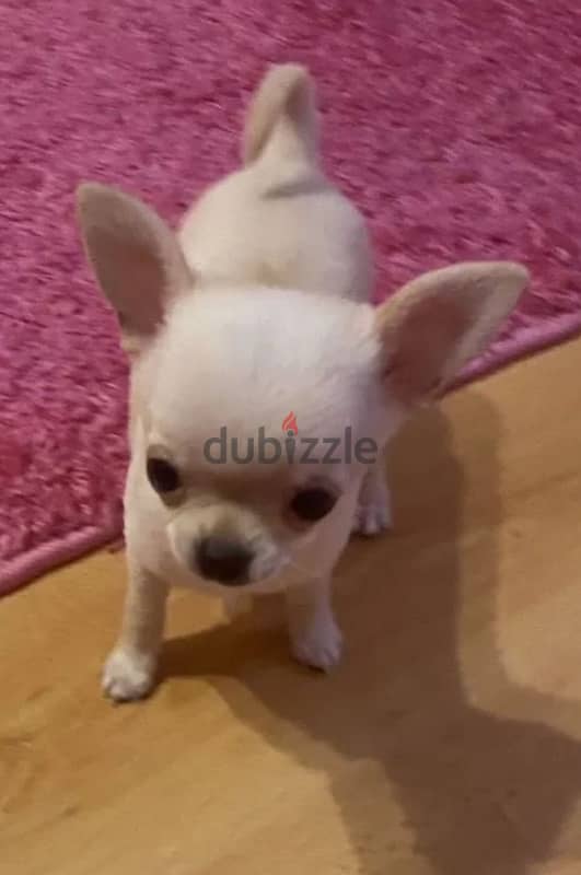 mini boy chihuahua from Russia 3