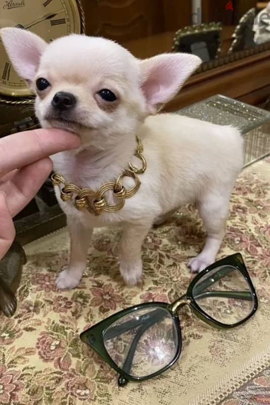 mini boy chihuahua from Russia 4