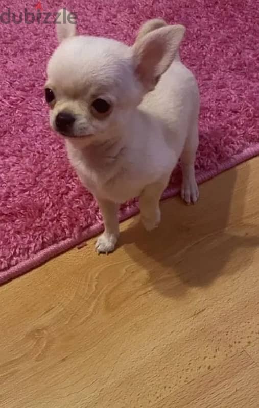 mini boy chihuahua from Russia 5