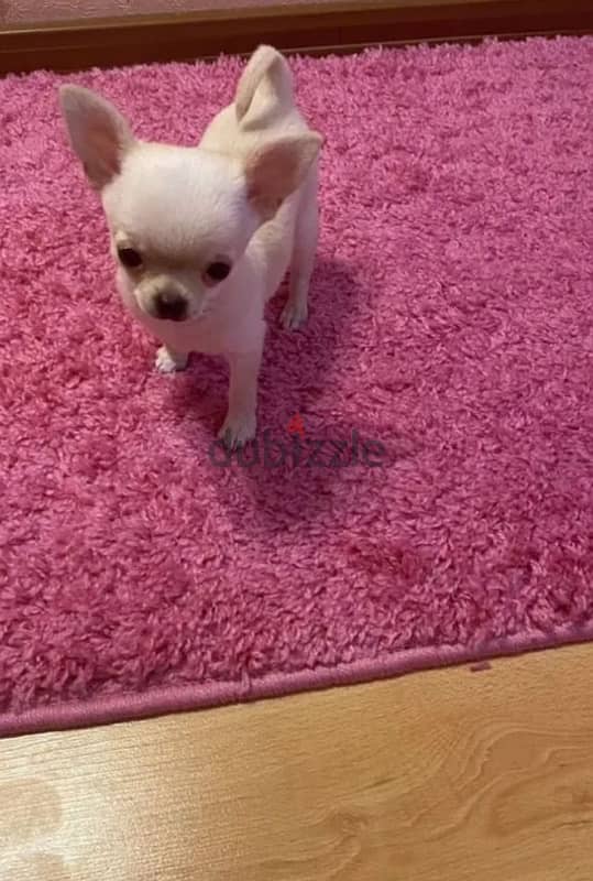 mini boy chihuahua from Russia 6