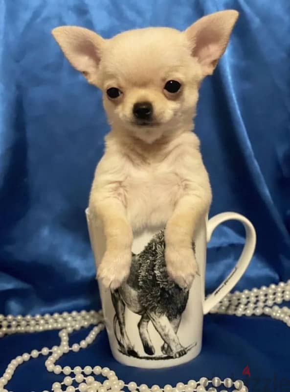 mini boy chihuahua from Russia 7