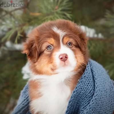 Australian shepherd puppy boy from Russia