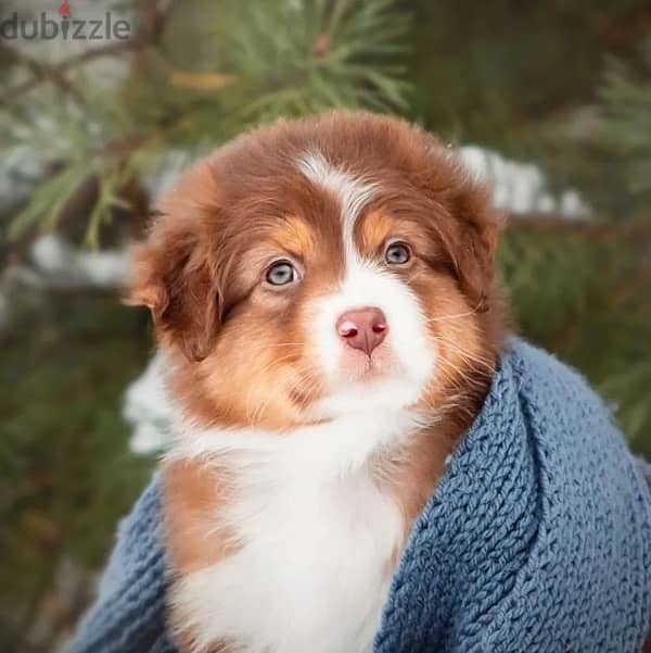 Australian shepherd puppy boy from Russia 0